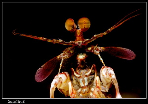 Mantis shrimp :-D by Daniel Strub 
